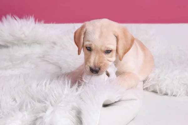 Labrador retriever puppy — Stock Photo, Image