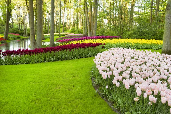 Piękny kwitnący tulipany — Zdjęcie stockowe