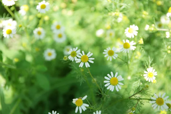 Belles fleurs de camomille — Photo