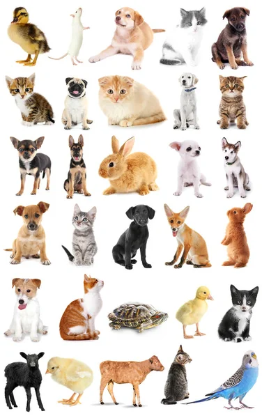 Collage di simpatici animaletti su sfondo bianco — Foto Stock