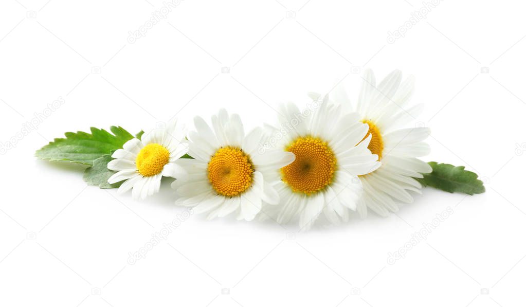 Beautiful chamomile flowers 