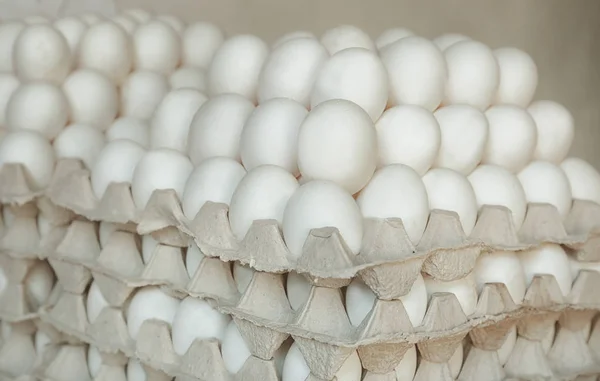 Bandejas con huevos de pollo — Foto de Stock