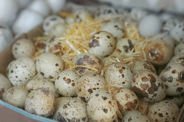 Scatola con uova di quaglia, primo piano — Foto Stock