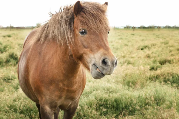 Домашній кінь у пасовищі — стокове фото