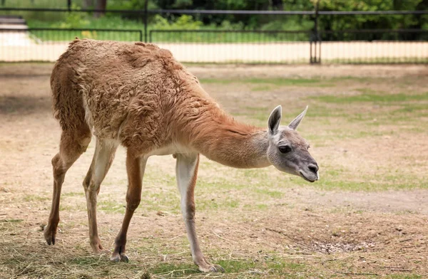 Lama engraçado bonito — Fotografia de Stock