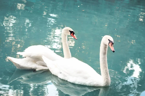 Belos cisnes brancos — Fotografia de Stock