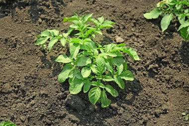 patates Bush'larda yatak