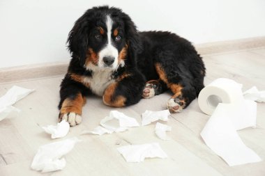 Yerde yatarken şirin komik köpek 