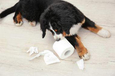 Yerde yatarken şirin komik köpek 