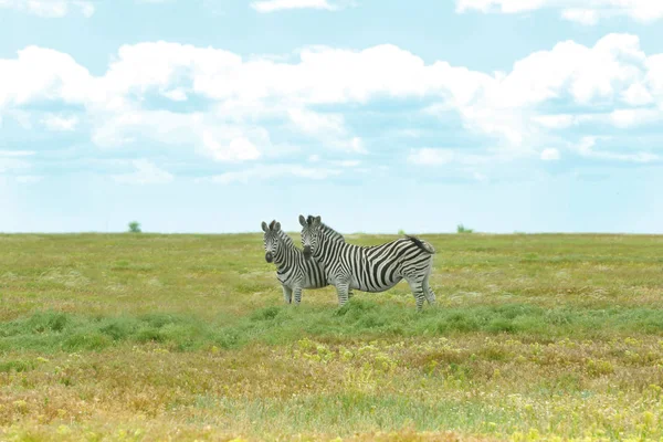 Zebras in wildlife sanctuary