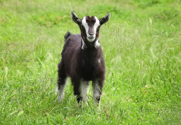 Cute funny goatling — Stock Photo, Image