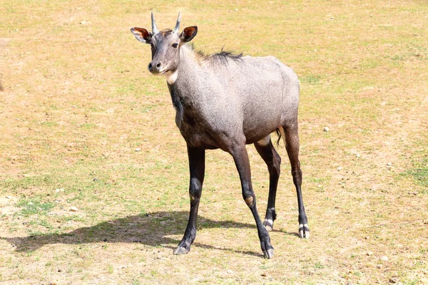 Söt neelgai antilop — Stockfoto