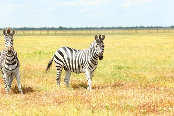 Zebra in wildlife sanctuary