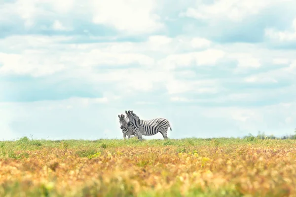 Zebras in wildlife sanctuary