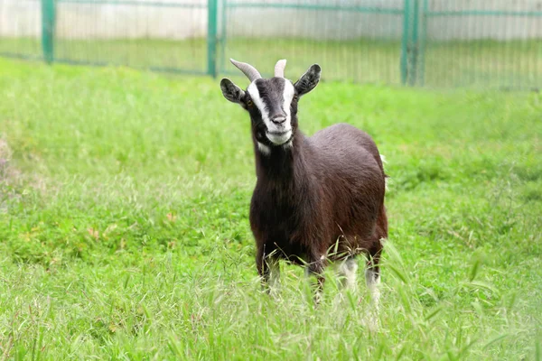 Chèvre drôle mignon — Photo