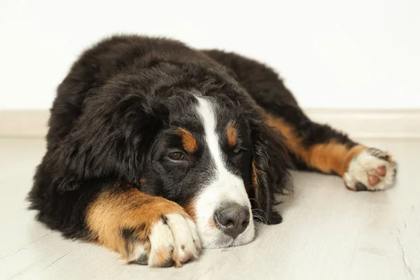 Ładny zabawny pies leżał na podłodze — Zdjęcie stockowe