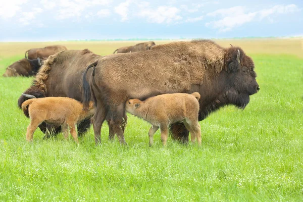 Bisonte selvatico in steppa — Foto Stock