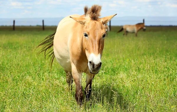 Mongolian wild horse — Stock Photo, Image