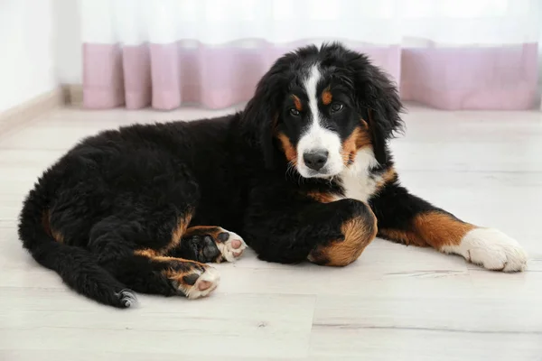 床に横になっているかわいい犬 — ストック写真