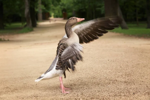 Grappige grijze gans — Stockfoto