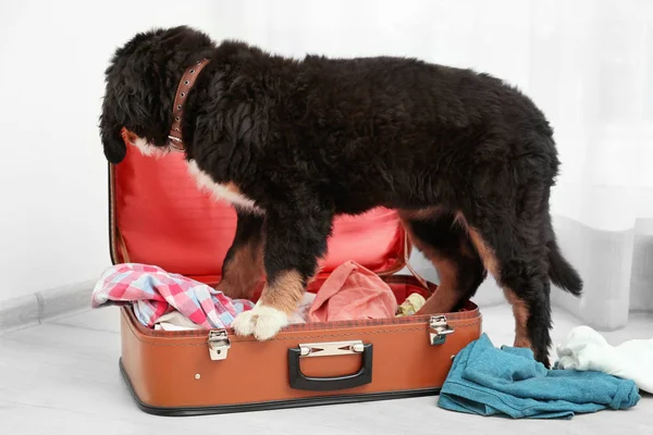 funny dog with open suitcase