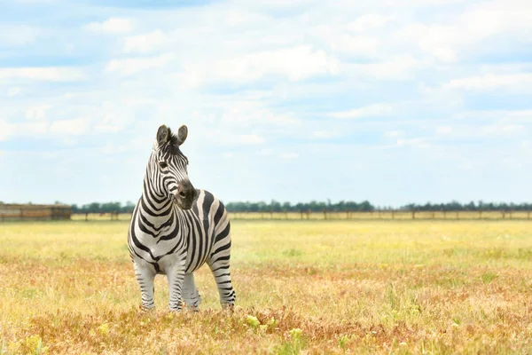 Zebra in wildlife sanctuary