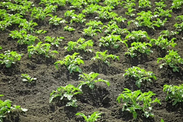 Bed met aardappel struiken — Stockfoto