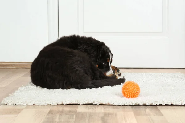 Cão engraçado bonito deitado no tapete — Fotografia de Stock