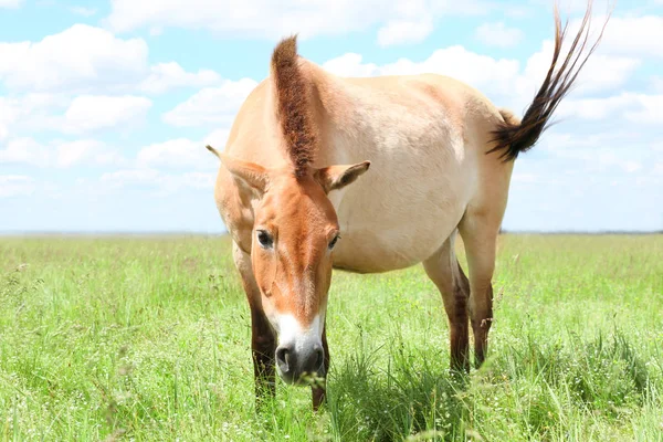 Cavalo selvagem mongol — Fotografia de Stock