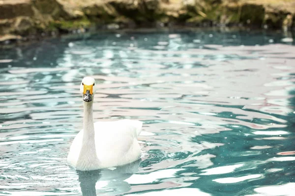 Cisne branco bonito — Fotografia de Stock