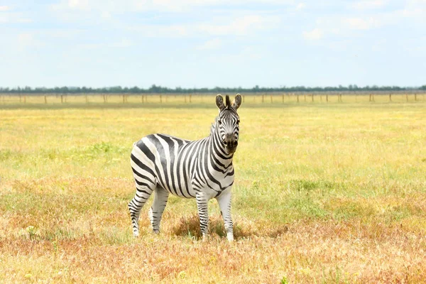 Zebra in wildlife sanctuary