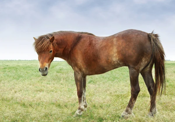 Cavalo doméstico em pasto — Fotografia de Stock