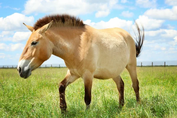 Cavalo selvagem mongol — Fotografia de Stock