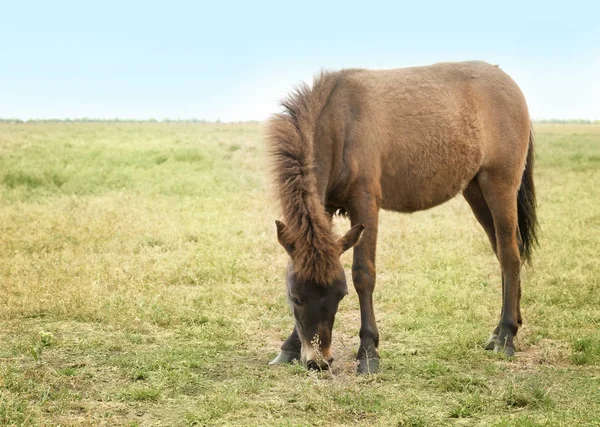 Koń krajowego w pastwiska — Zdjęcie stockowe