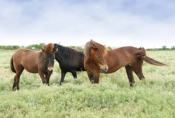 Chevaux domestiques dans les pâturages — Photo