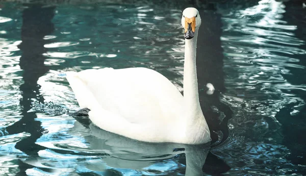 Cisne branco bonito — Fotografia de Stock