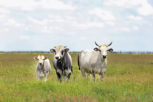 Vaches domestiques dans les pâturages — Photo