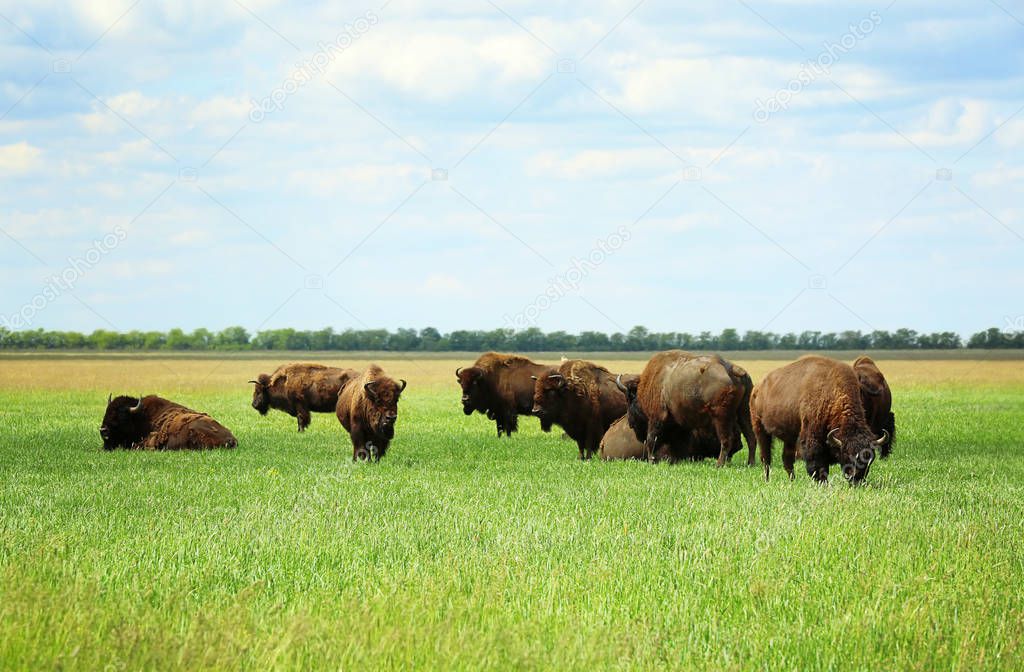 Wild bison in steppe 