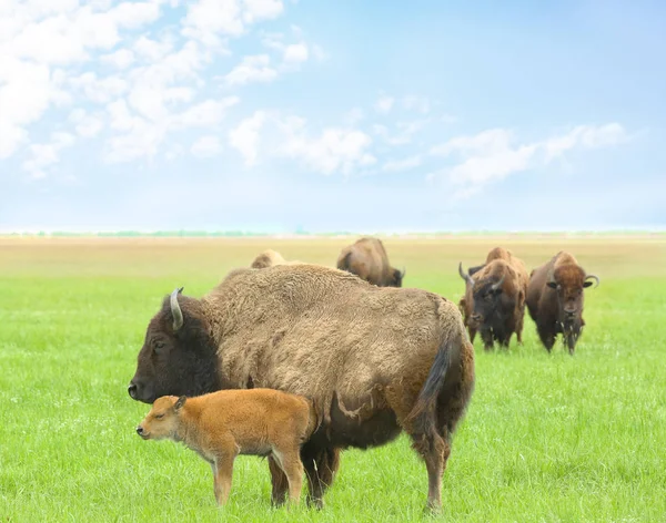 Bisonte selvagem na estepe — Fotografia de Stock
