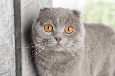 İskoç Fold sevimli kedi