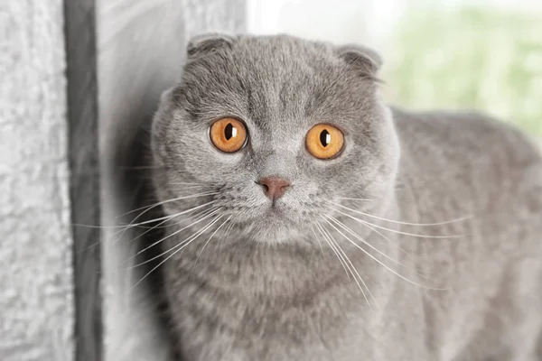 Bedårande Scottish Fold katt — Stockfoto