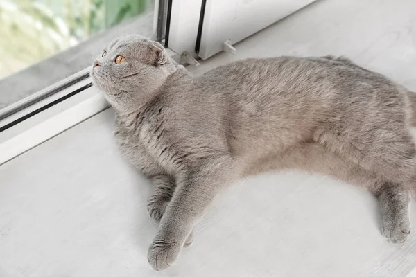 Scottish fold cat — Stock Photo, Image