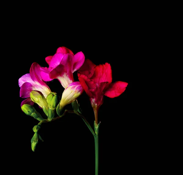 Krásná růžová frézie — Stock fotografie