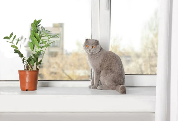 스코틀랜드의 접는 고양이 — 스톡 사진