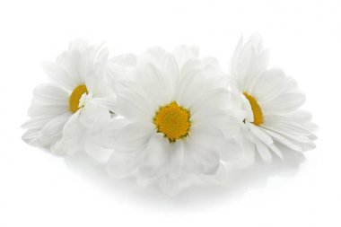 güzel papatya çiçeği 