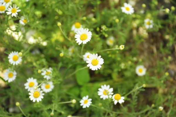 Lindas flores de camomila no campo, close-up — Fotografia de Stock