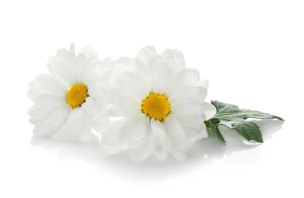Schöne Kamillenblüten auf weißem Hintergrund — Stockfoto