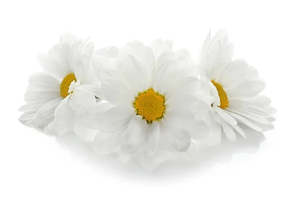 Hermosas flores de manzanilla —  Fotos de Stock