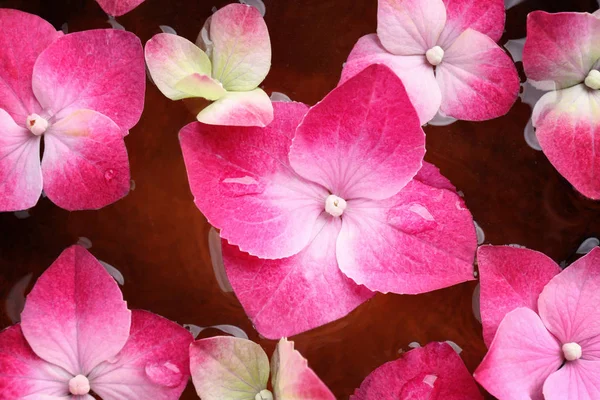 Schoon water en hortensia bloemen — Stockfoto