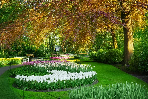 Hermosos tulipanes en el parque — Foto de Stock